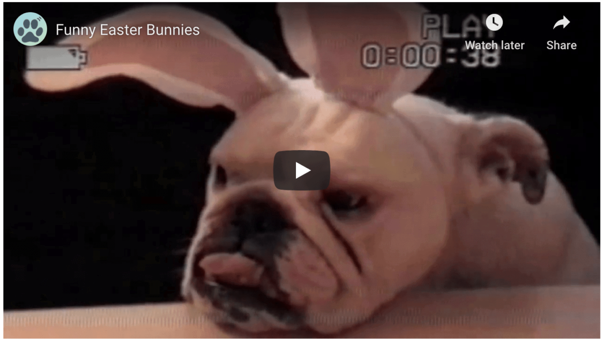 Funny Easter Bunny Video - McGrath Pest Control