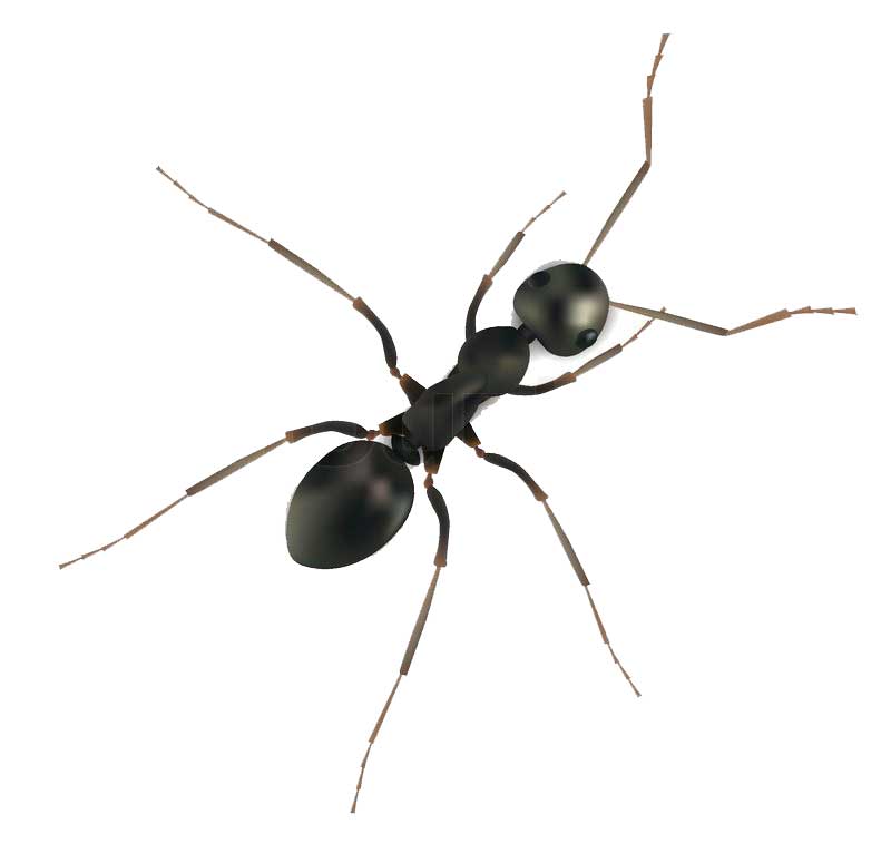 Houston Ant Control | Houston Ant Exterminator | McGrath Pest Control