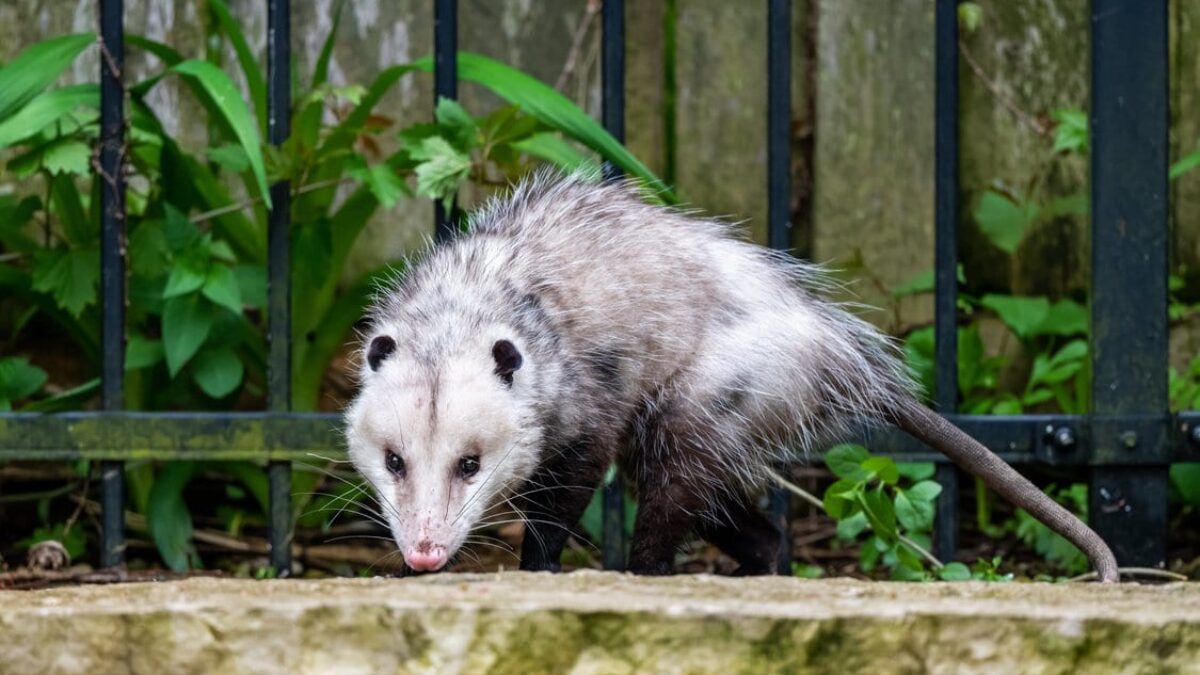 Possum Trapping & Removal Services 