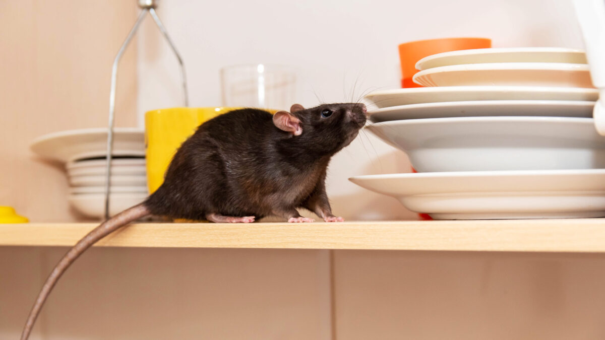 Action Pest Control ServicesThe Best Bait For Mouse Traps